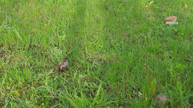 House Sparrow - ML647795800