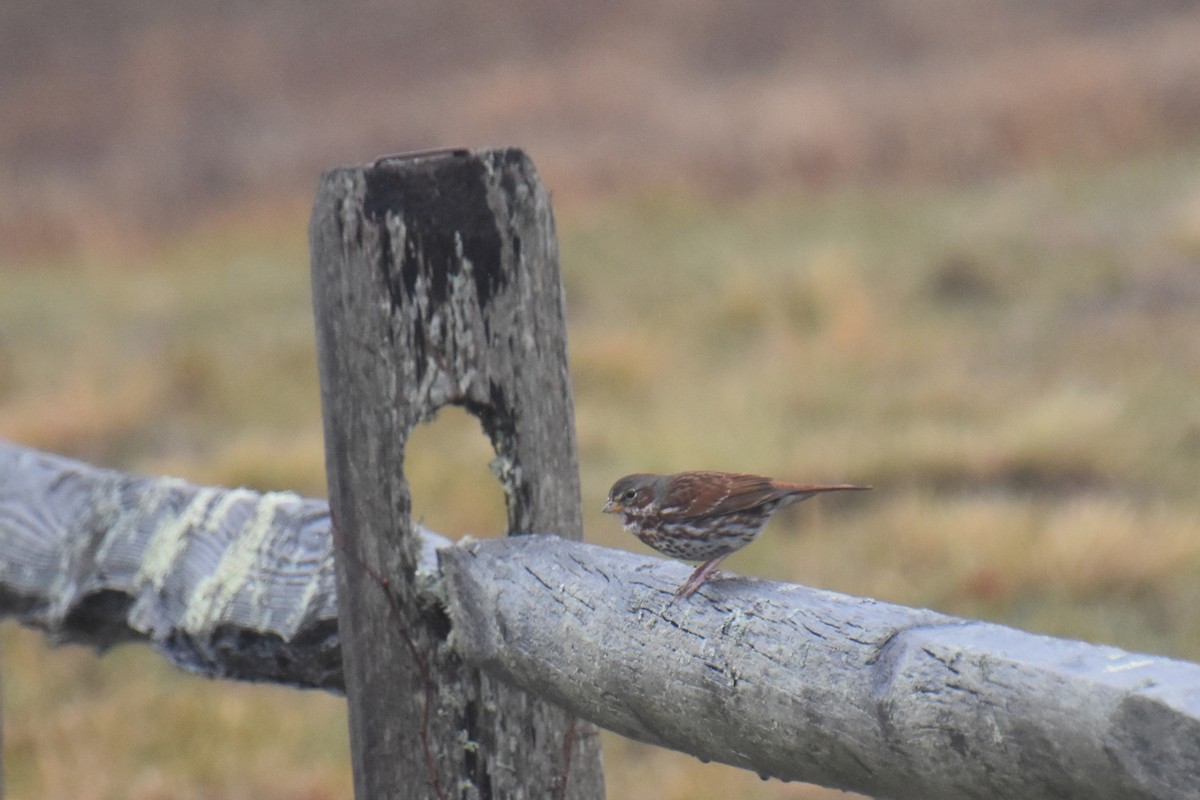 strnadec kaštanový (ssp. iliaca/zaboria) - ML647795828