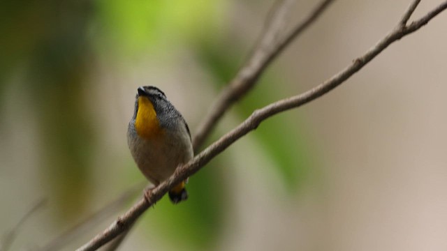 Spotted Pardalote (Spotted) - ML647795838