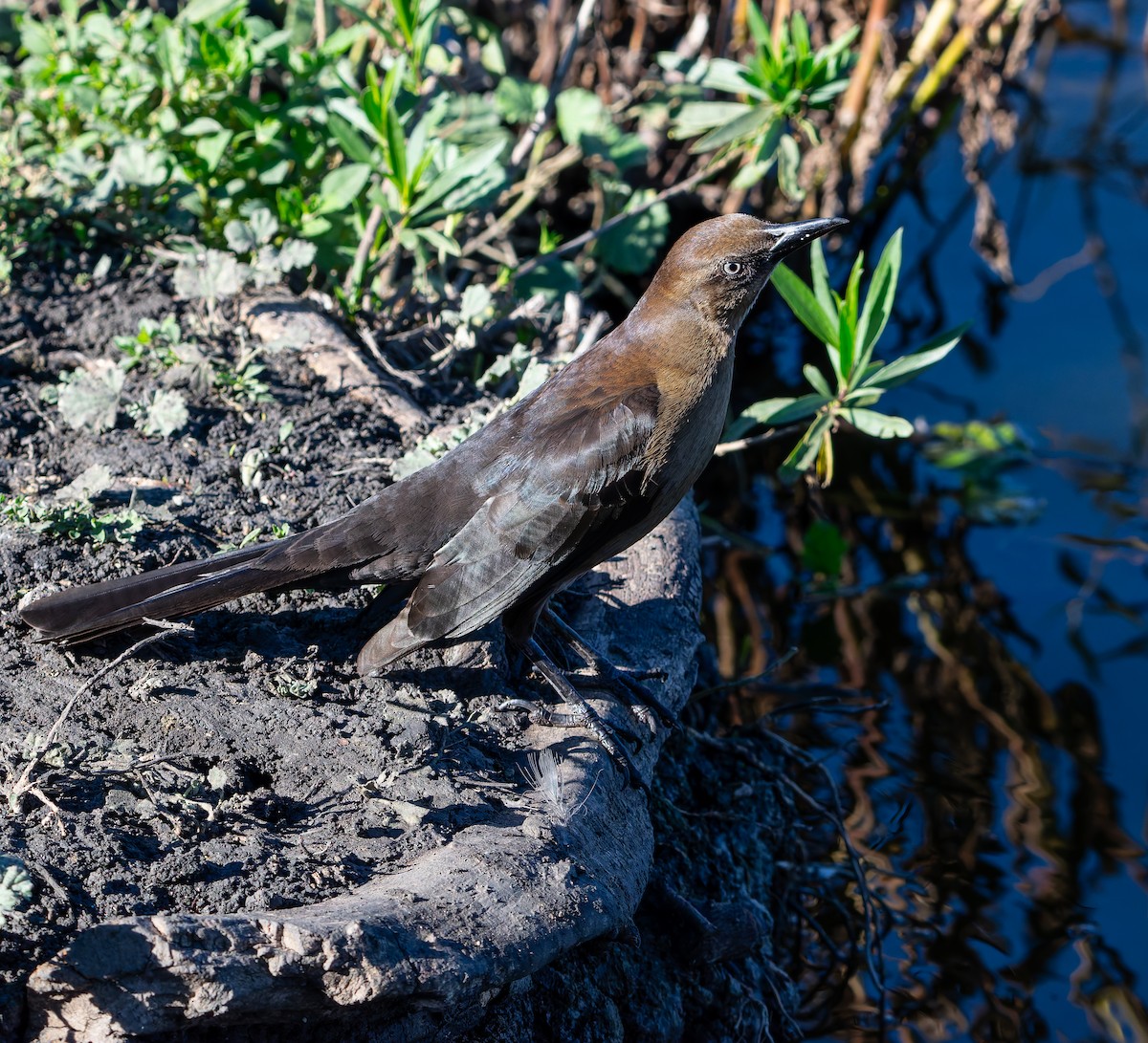 Great-tailed Grackle - ML647795844