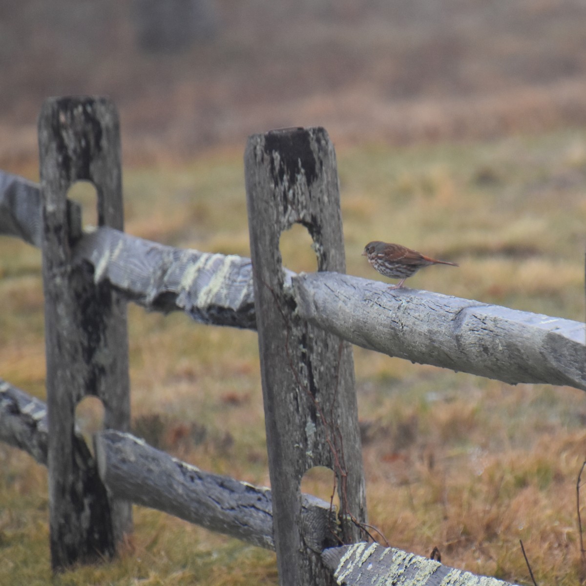 strnadec kaštanový (ssp. iliaca/zaboria) - ML647795853