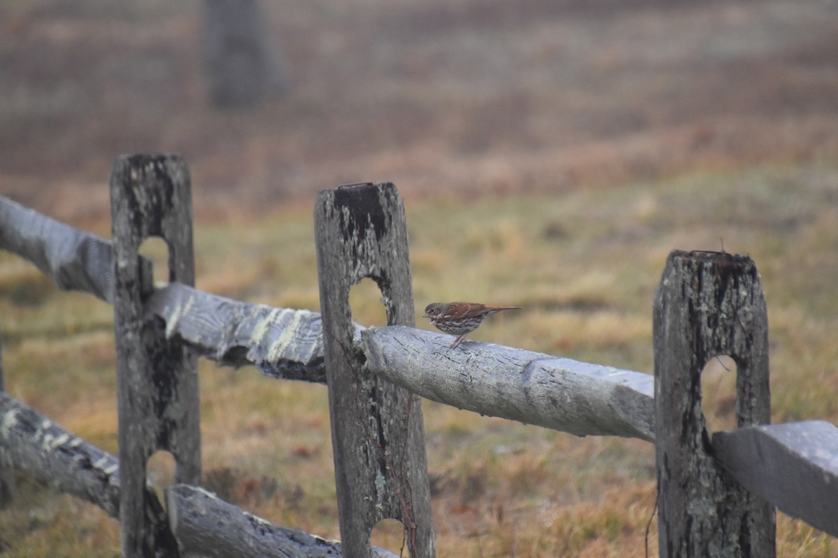 strnadec kaštanový (ssp. iliaca/zaboria) - ML647795854