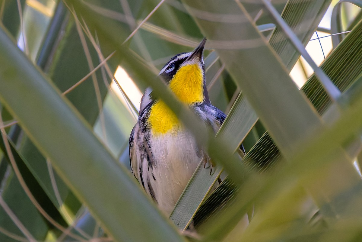 Yellow-throated Warbler - ML647795869