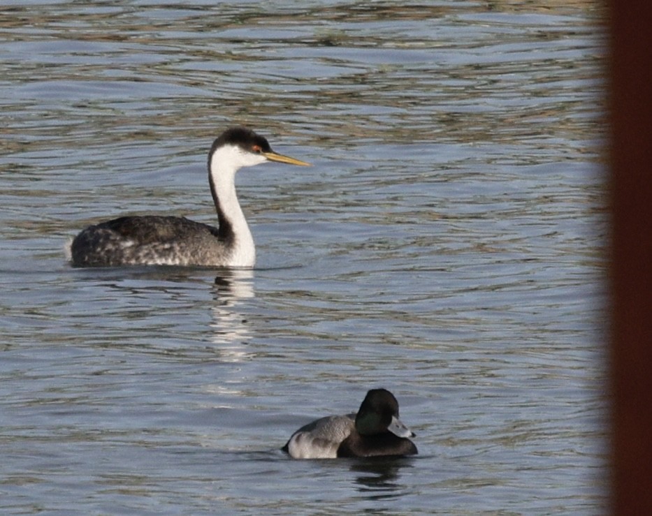 bergand - ML647795884