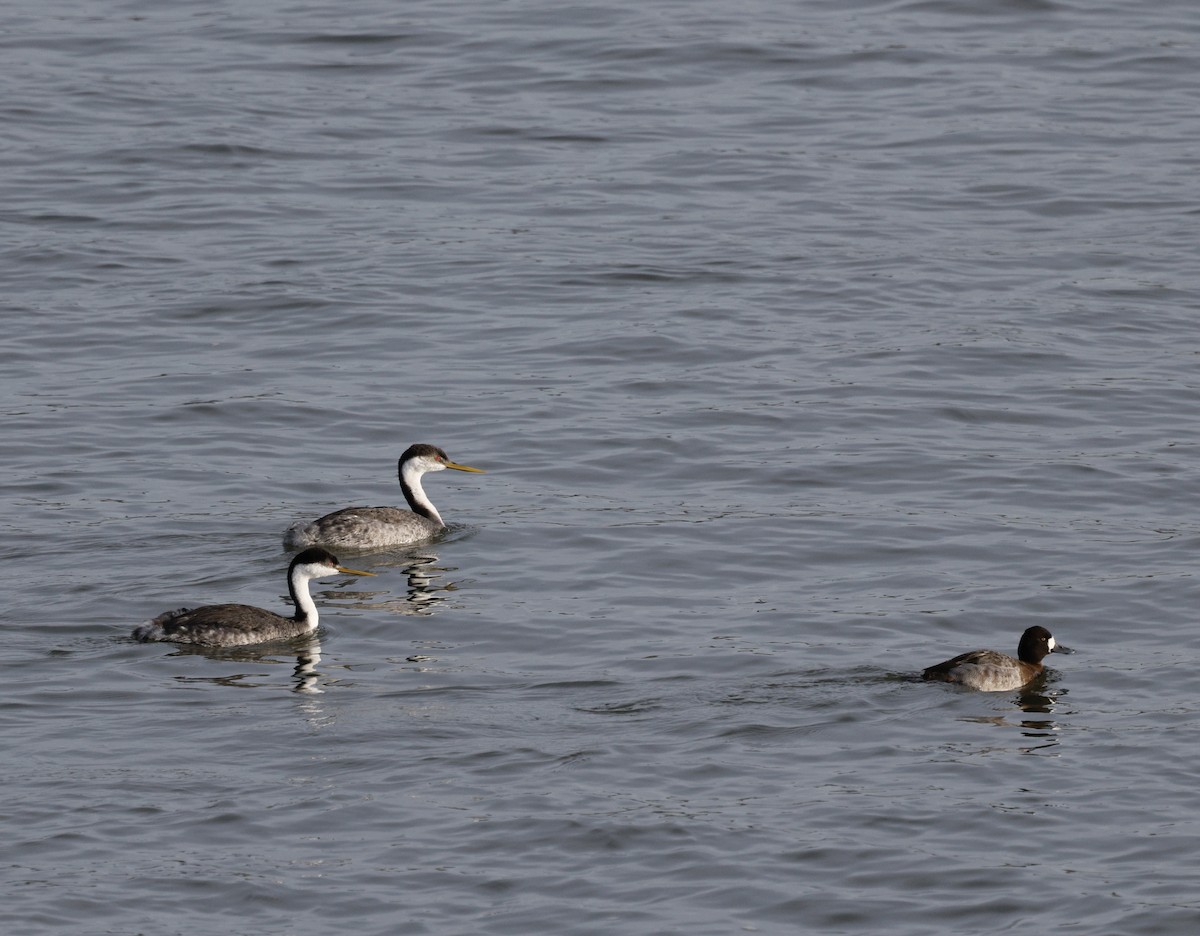 bergand - ML647795907