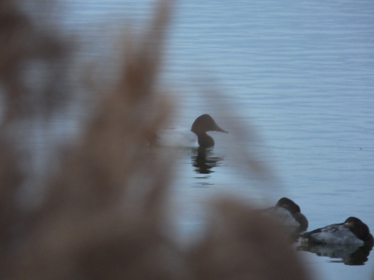 Büyük Elmabaş - ML647795922