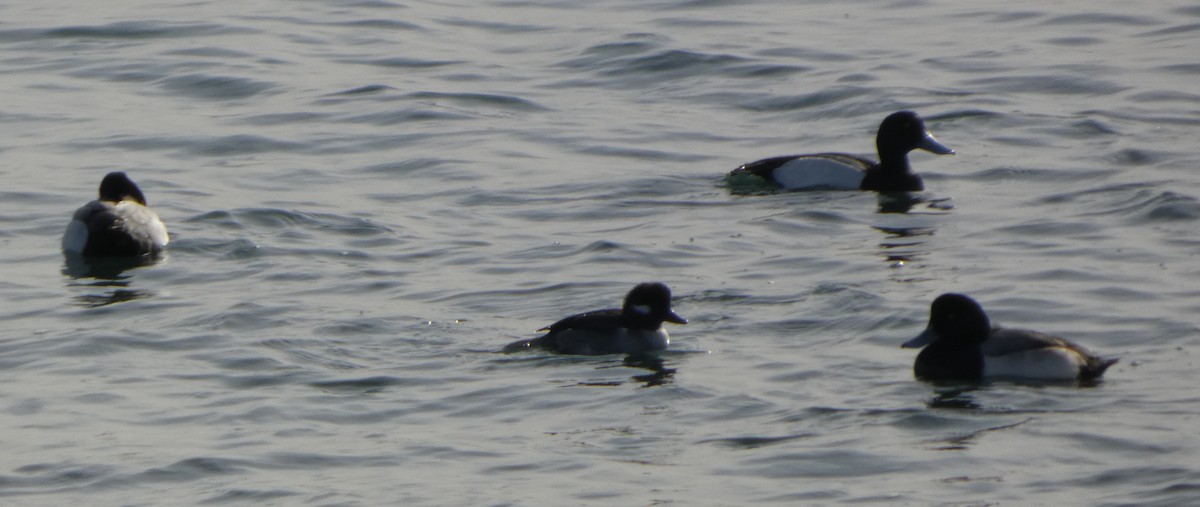 bergand - ML647795928