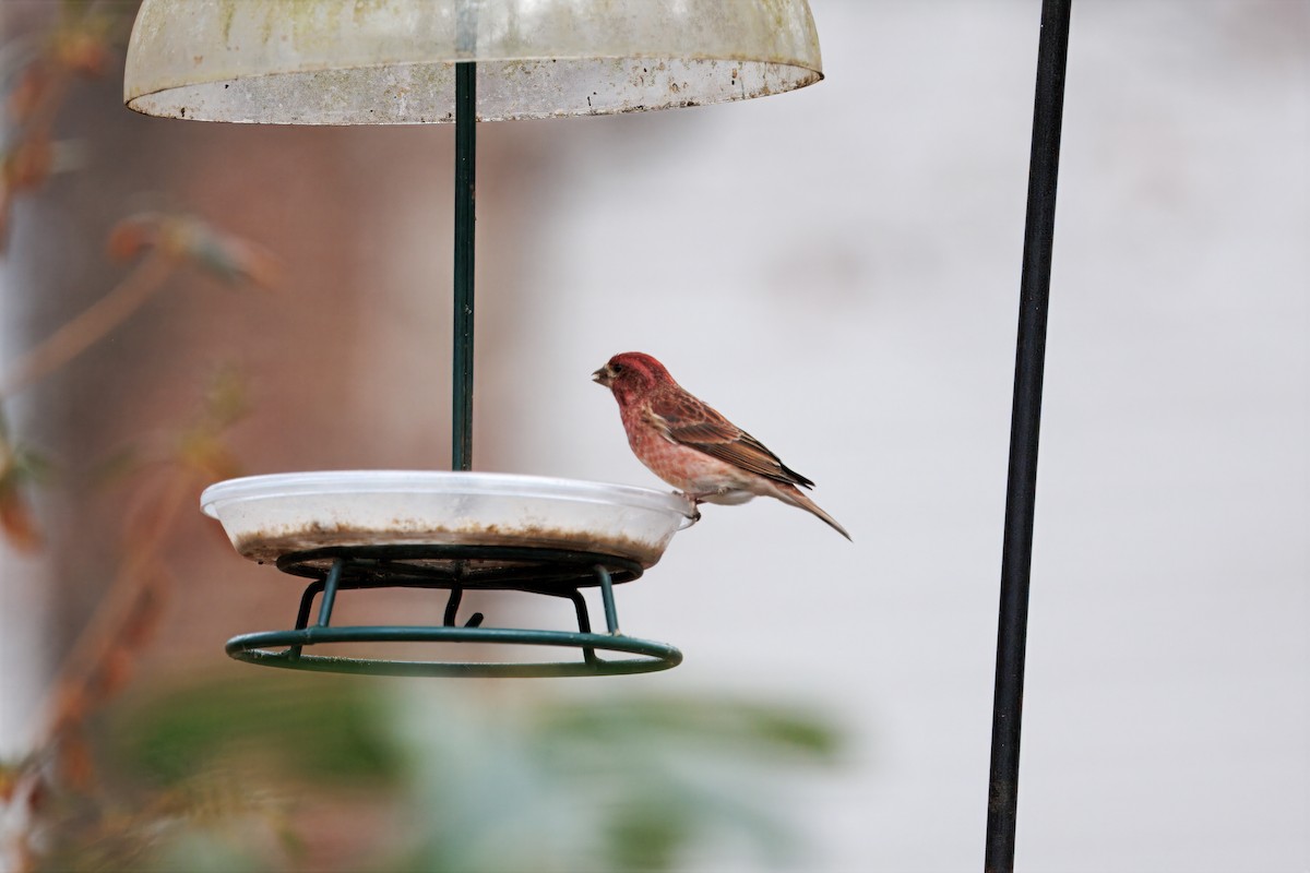Purple Finch - ML647795939