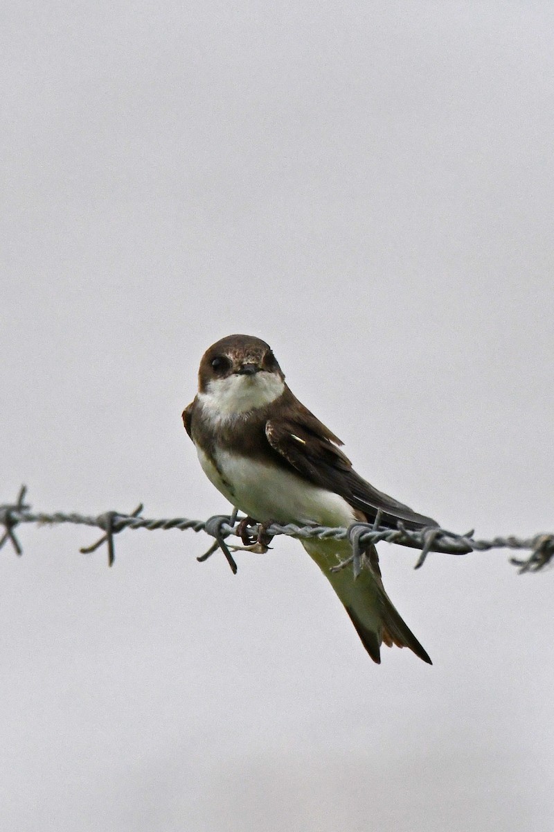 Береговушка - ML647795940