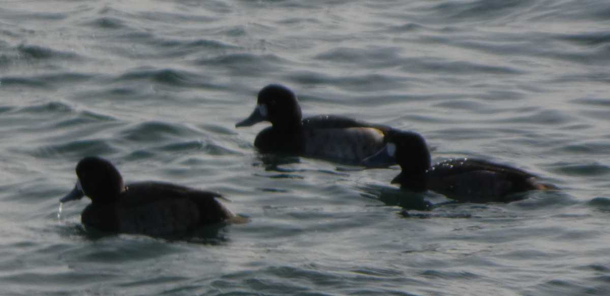 bergand - ML647795946