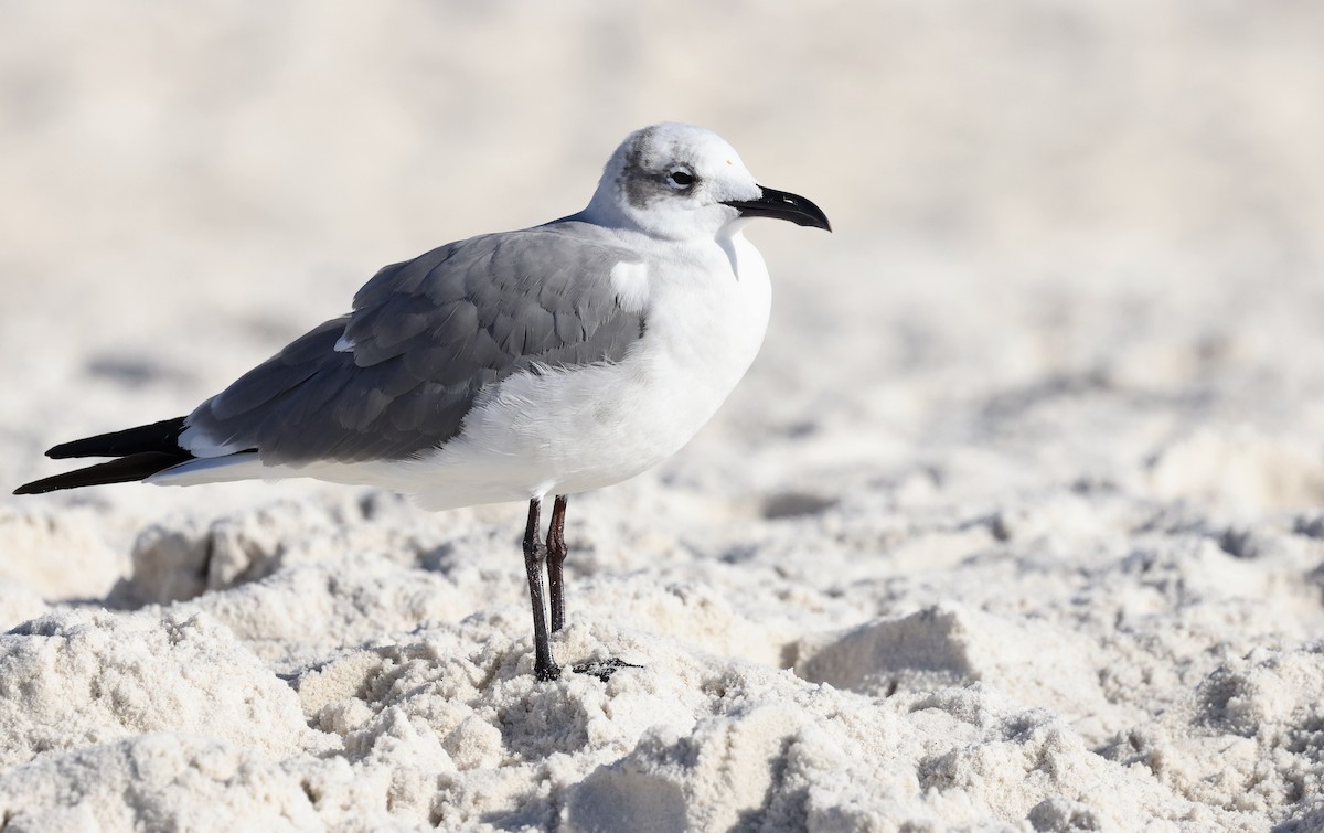 Ацтекская чайка - ML647795961