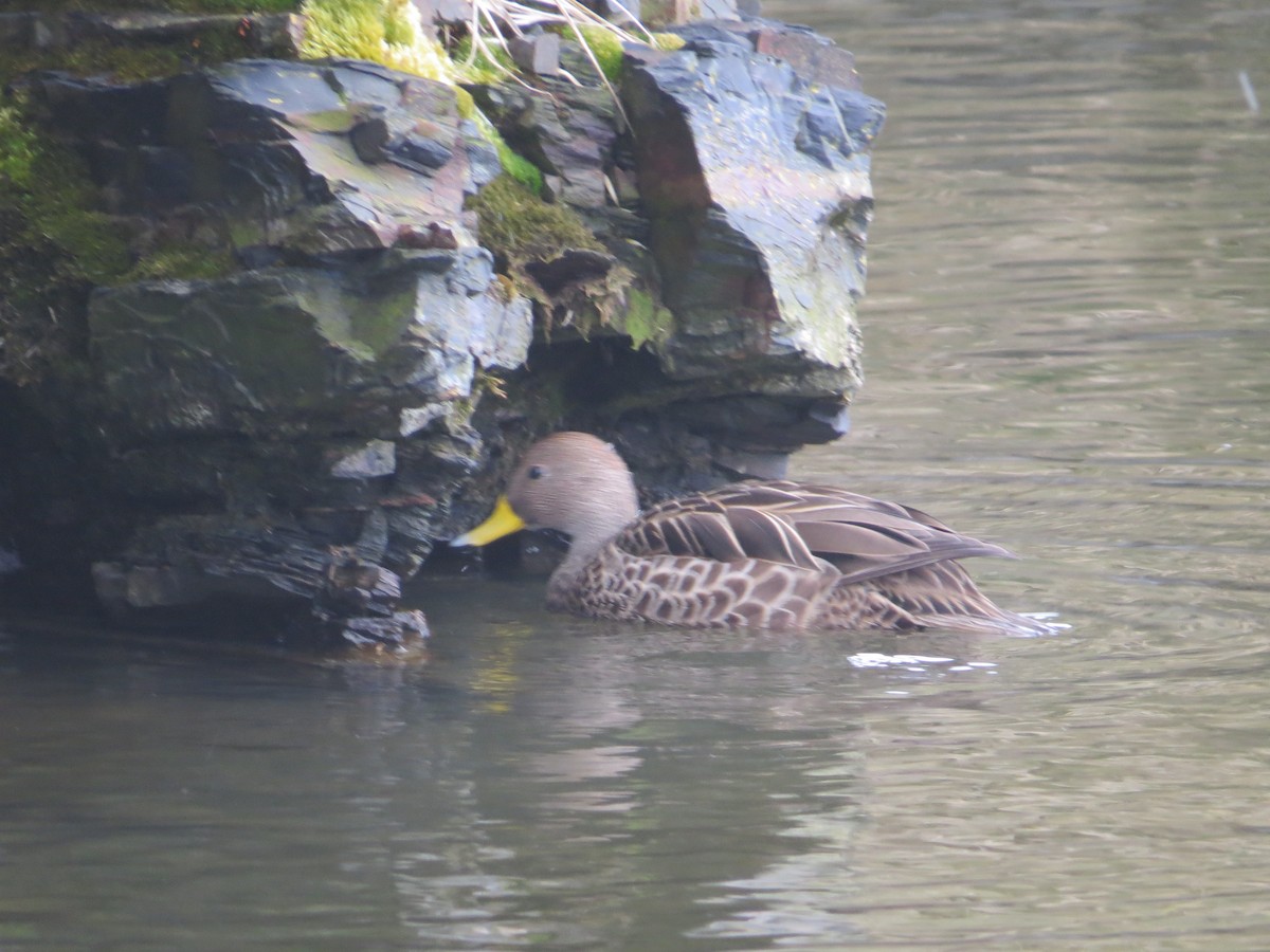 Yellow-billed Pintail (South Georgia) - ML647795984