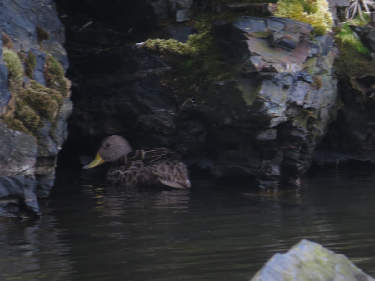 Yellow-billed Pintail (South Georgia) - ML647795989