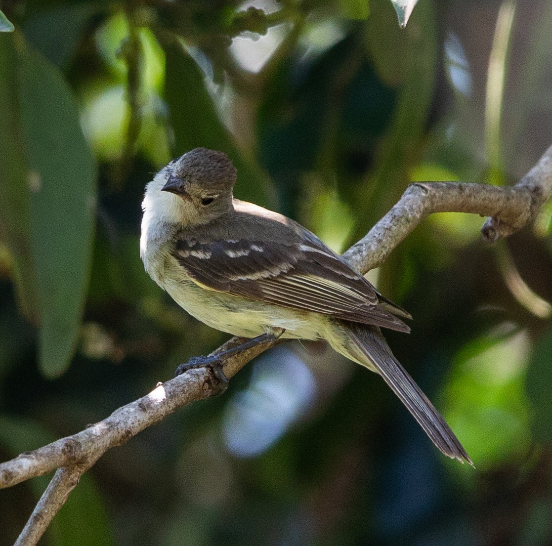 Желтобрюхая эления - ML647796038