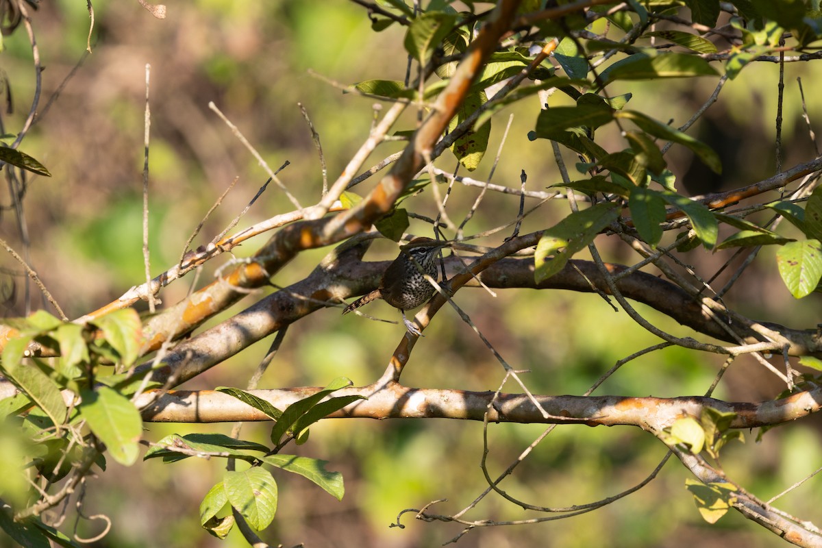Spot-breasted Wren - ML647796083