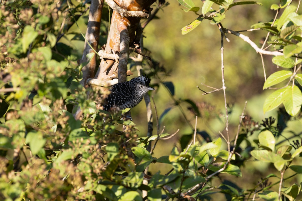 Barred Antshrike - ML647796092
