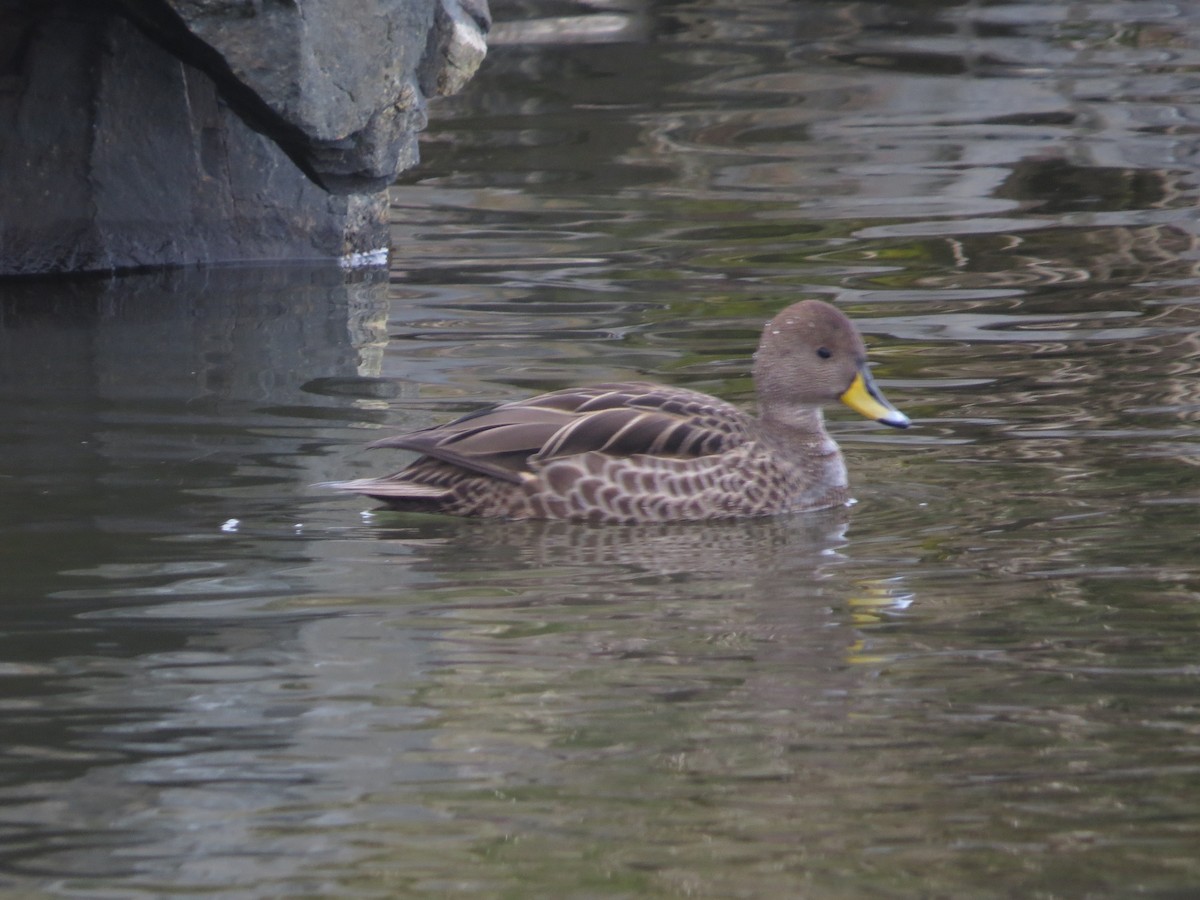 Yellow-billed Pintail (South Georgia) - ML647796101