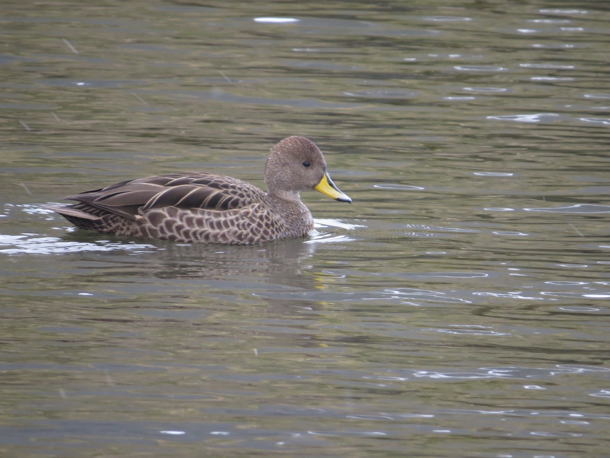 Yellow-billed Pintail (South Georgia) - ML647796105