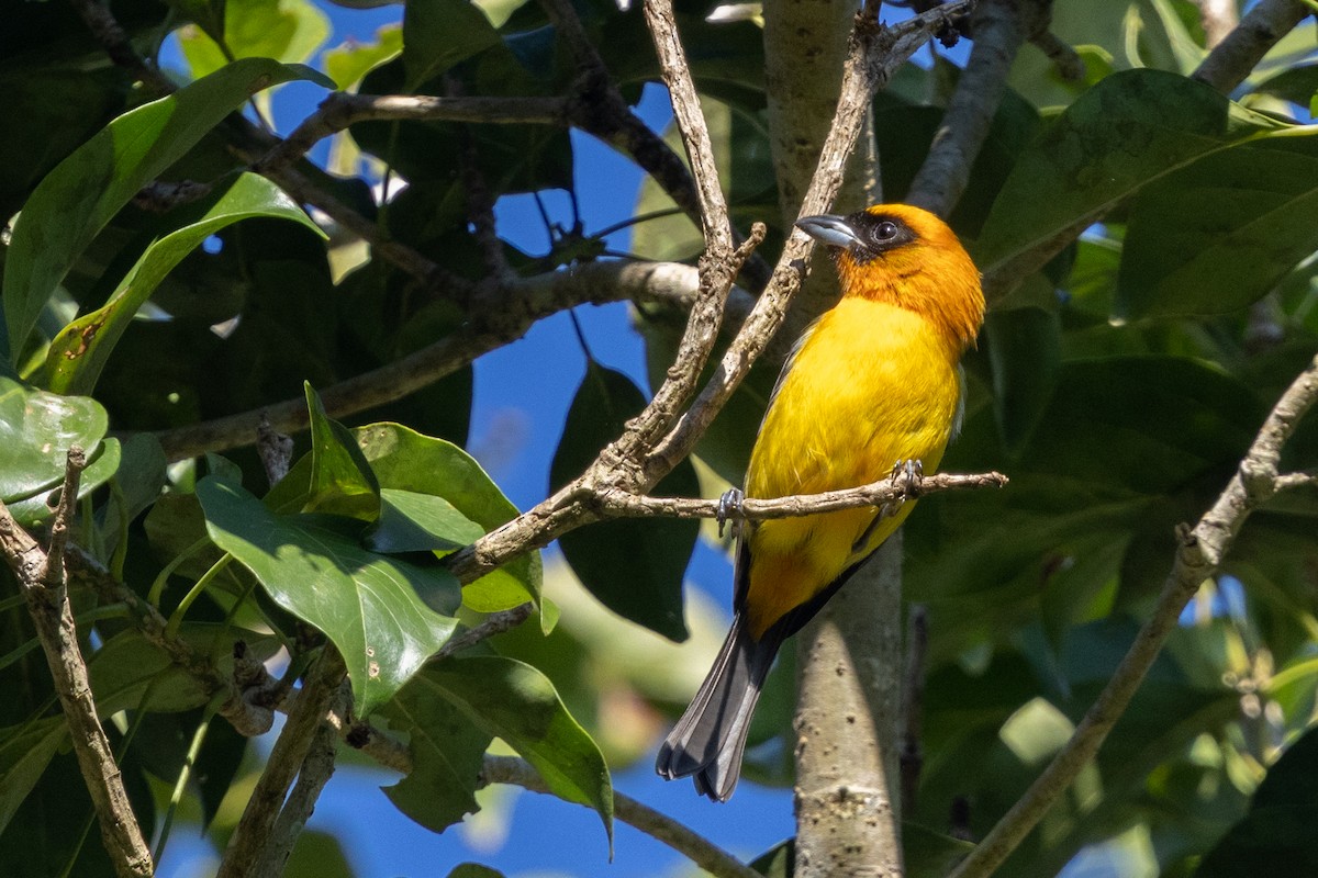 Піранга білокрила - ML647796115