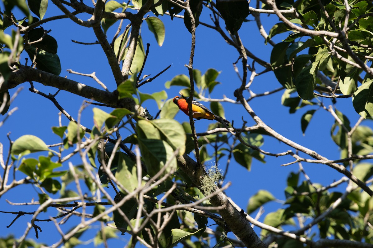 Піранга білокрила - ML647796116