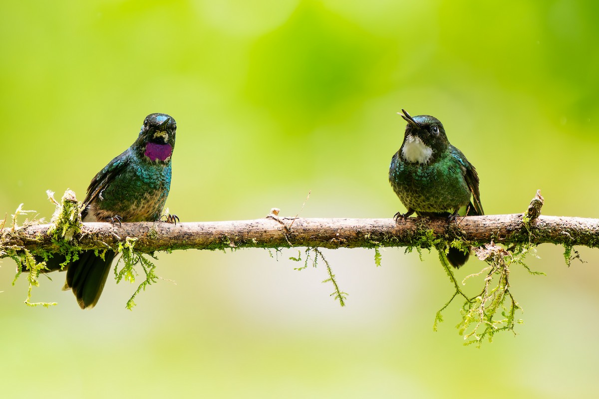 Tourmaline Sunangel - ML647796128