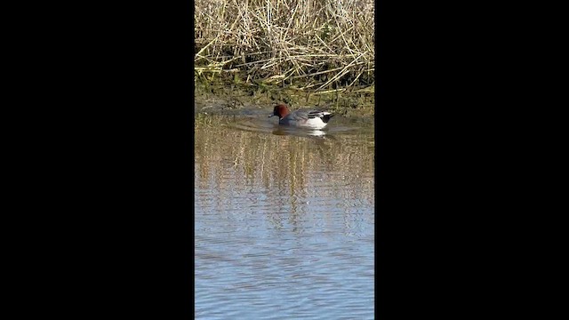 Eurasian Wigeon - ML647796130