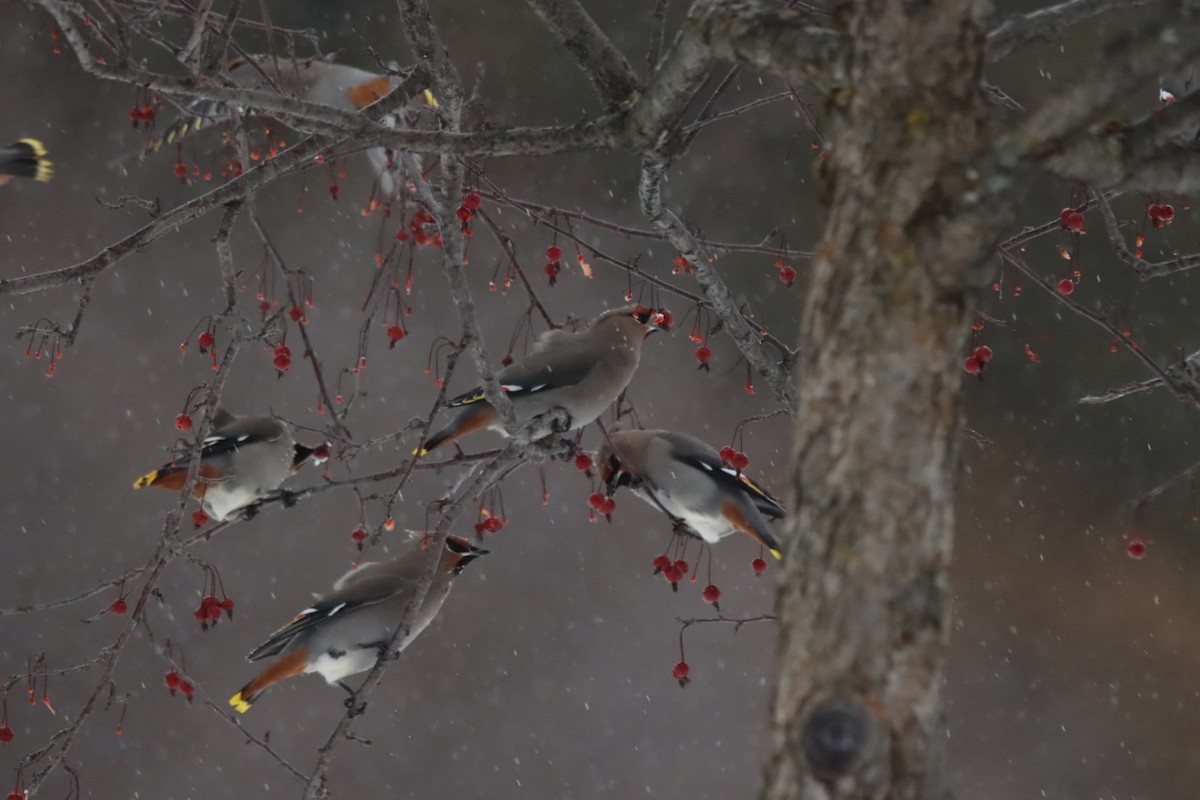 黃連雀 - ML647796138