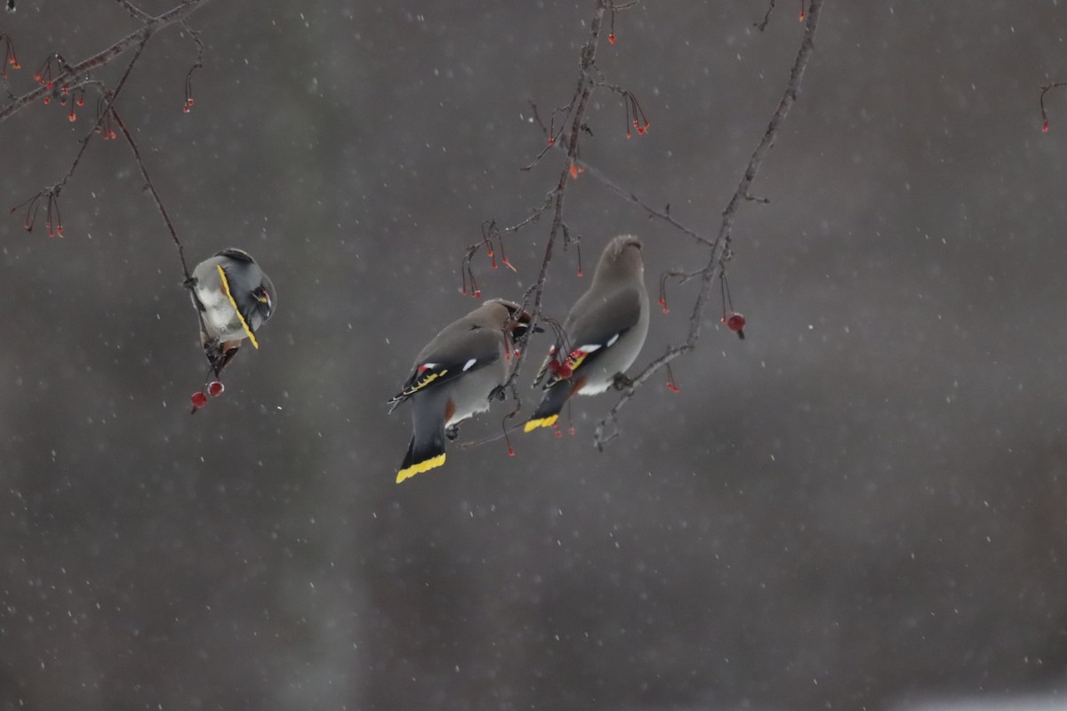 黃連雀 - ML647796139