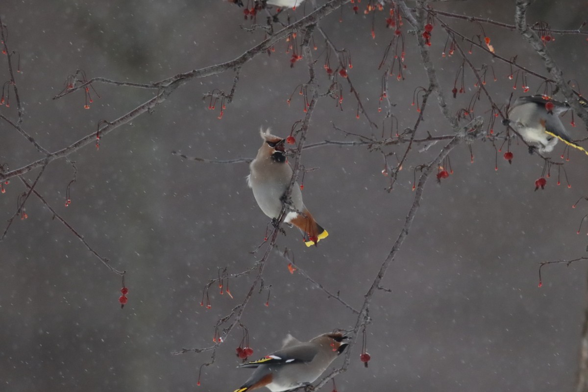 黃連雀 - ML647796140