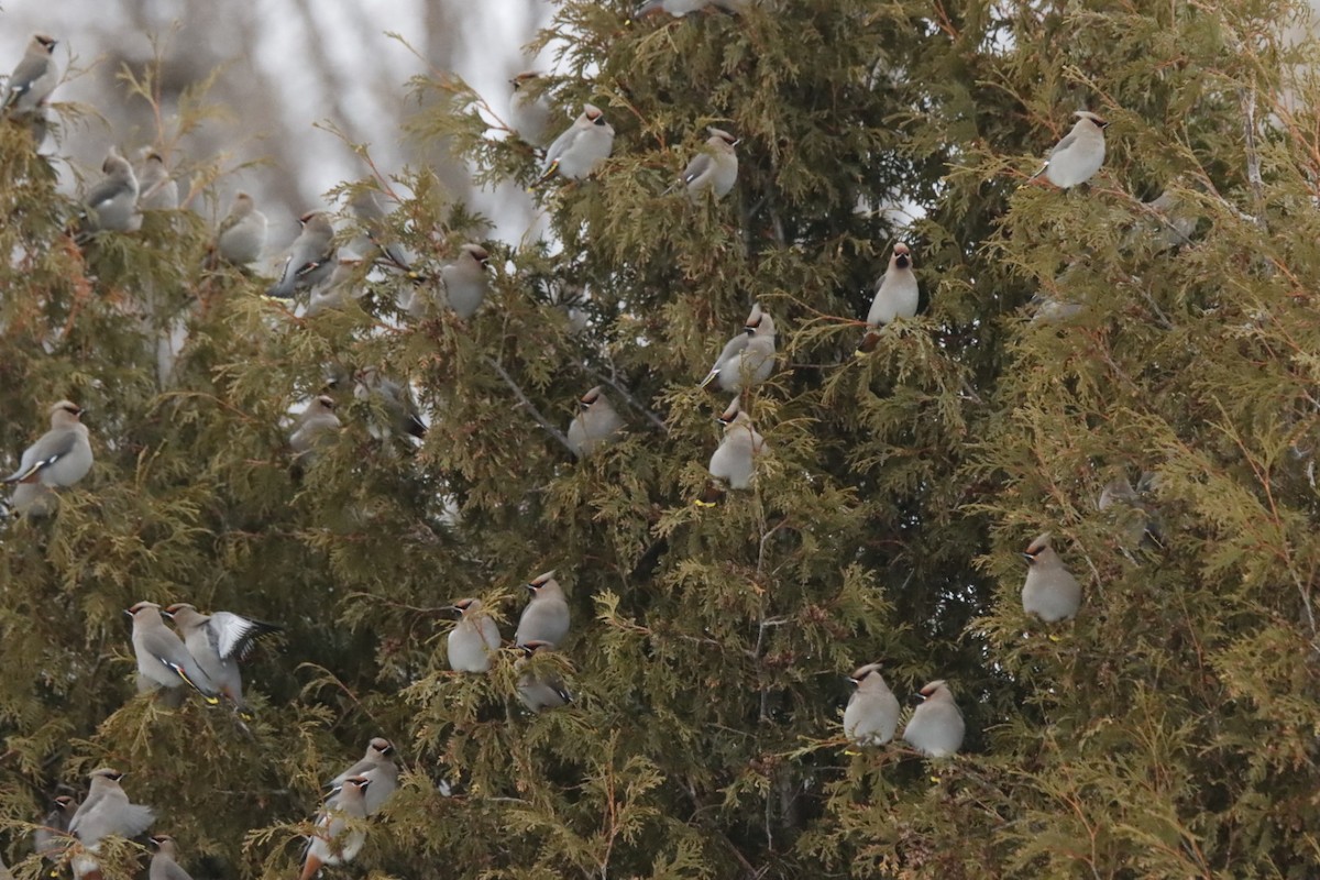 黃連雀 - ML647796141