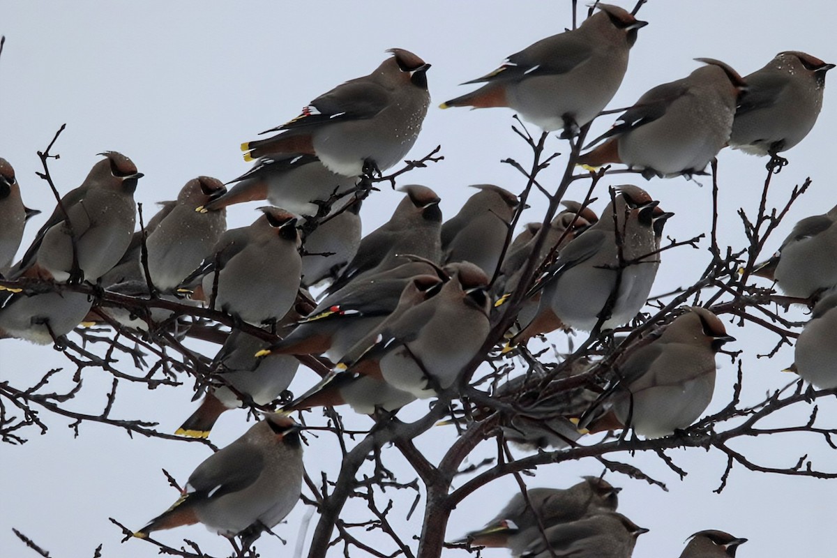 黃連雀 - ML647796142