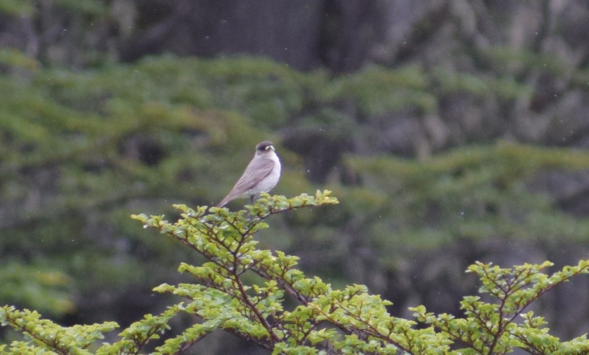 magellanmarktyrann - ML647796158