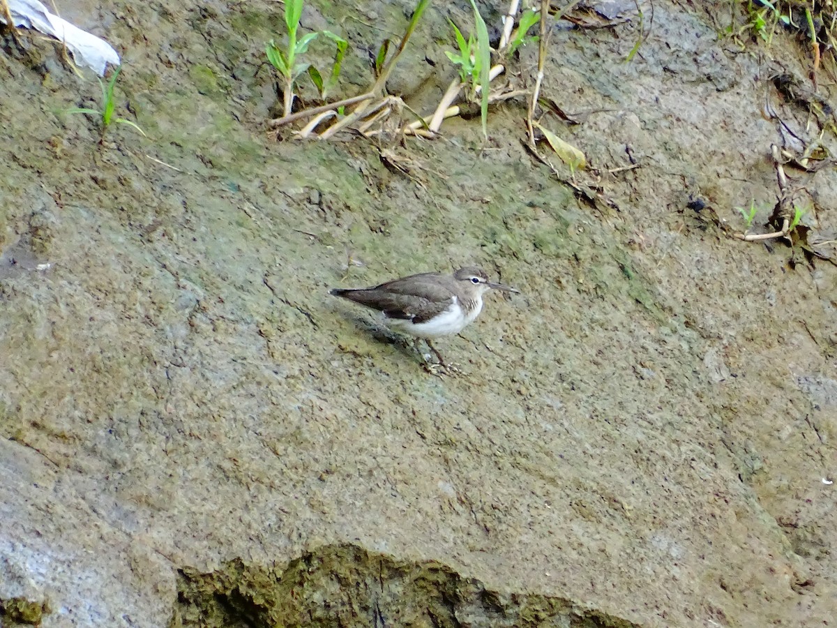 アメリカイソシギ - ML647796176