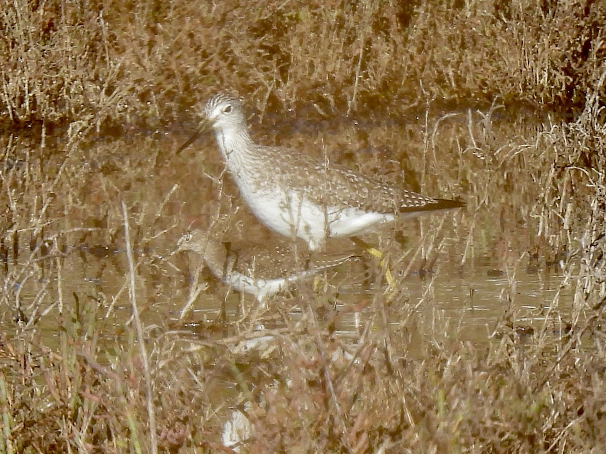 Einsiedelwasserläufer - ML647796178