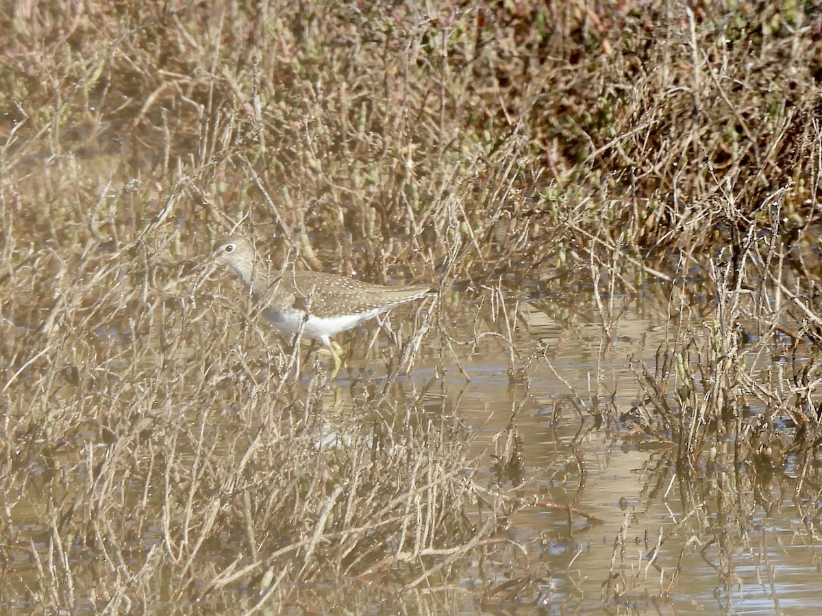 Einsiedelwasserläufer - ML647796179