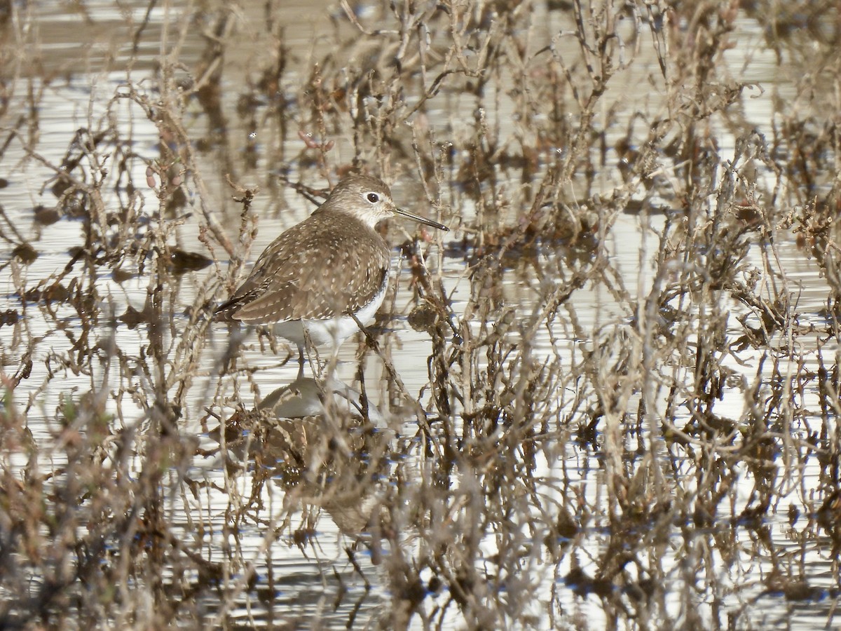 Einsiedelwasserläufer - ML647796180