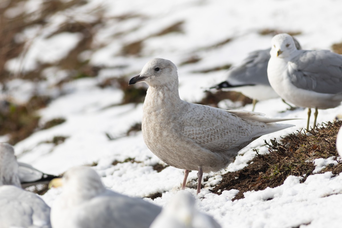 アイスランドカモメ（亜種 クムリーンカモメ） - ML647796185