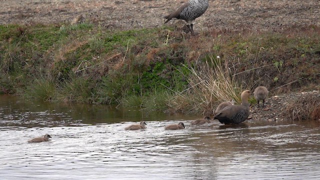 Upland Goose - ML647796188