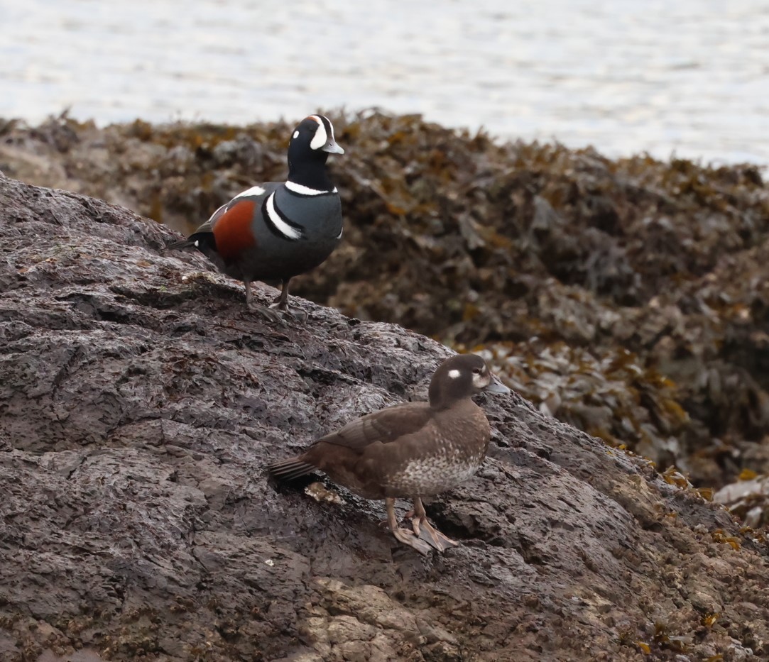 Palyaço Ördeği - ML647796210