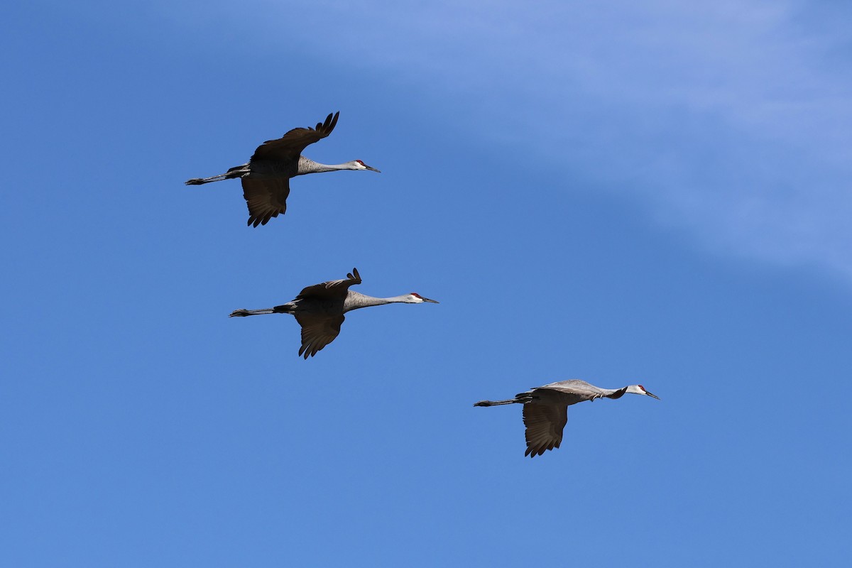 Grulla Canadiense - ML647796213