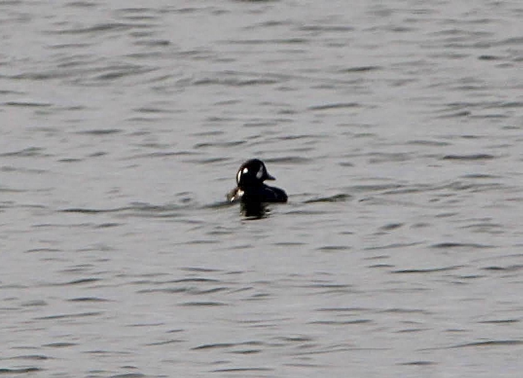 Palyaço Ördeği - ML647796221