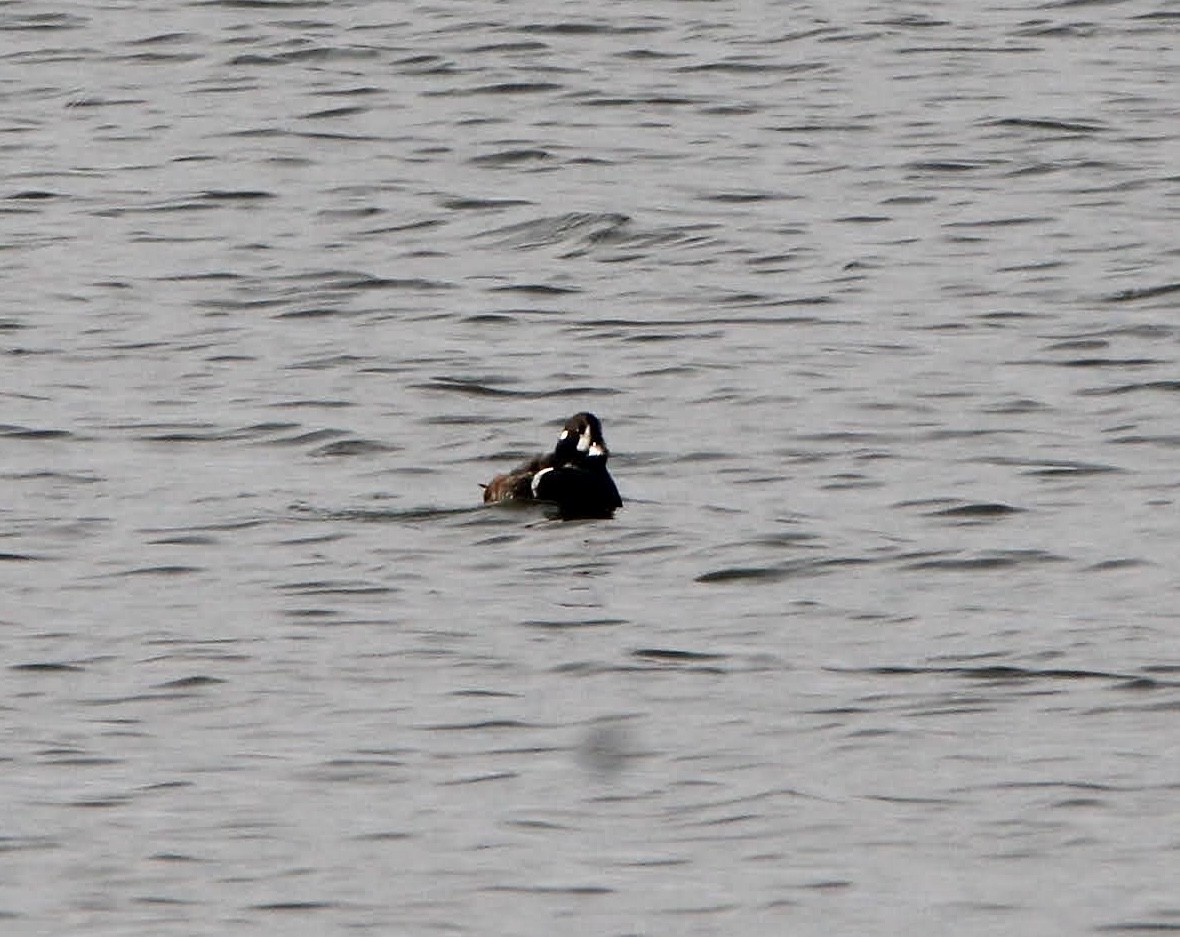 Palyaço Ördeği - ML647796222