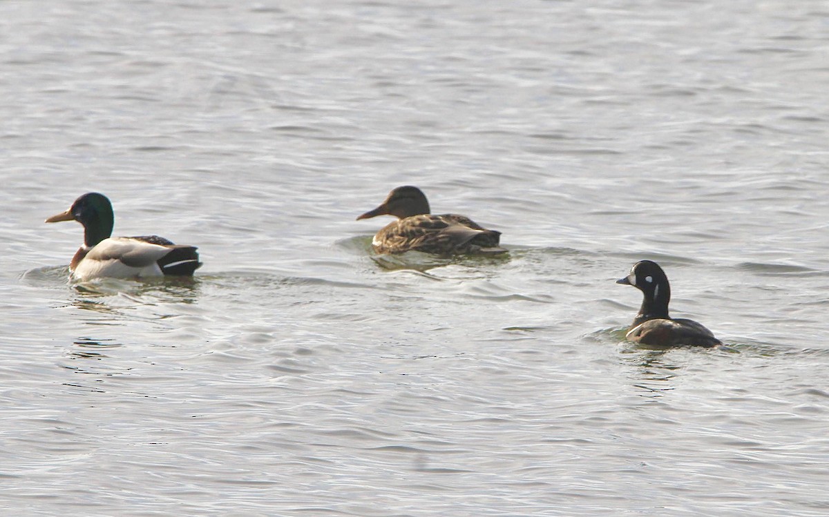 Palyaço Ördeği - ML647796223