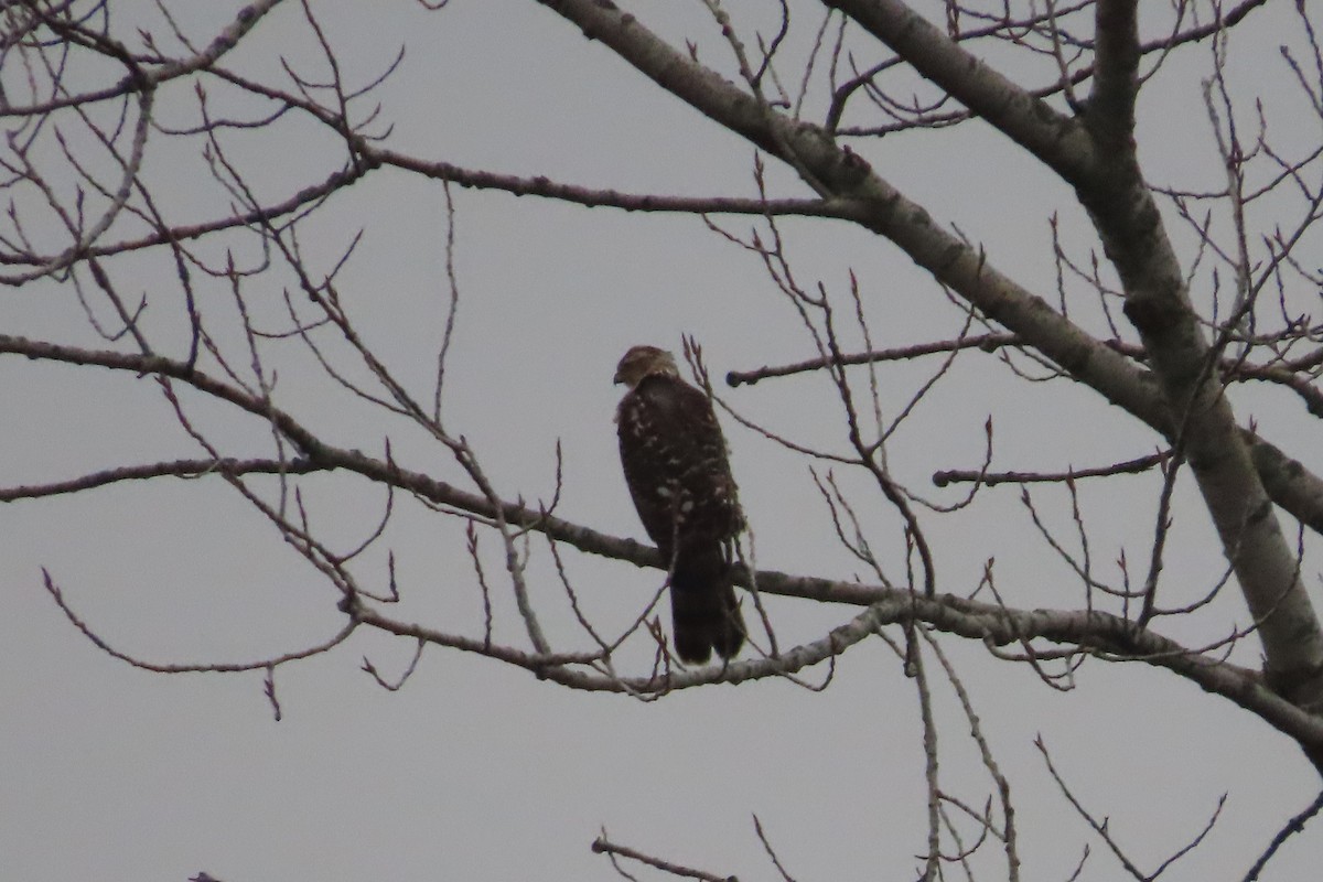 Épervier de Cooper - ML647796228