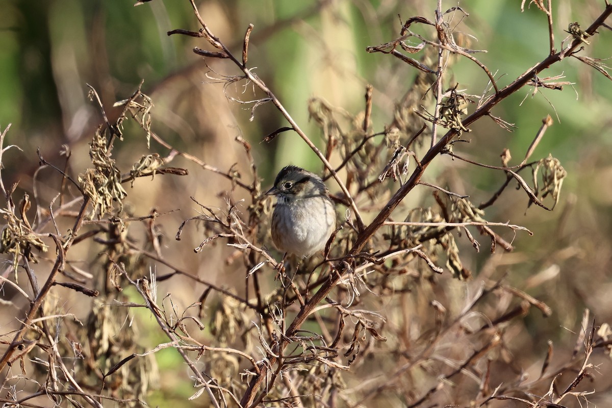 Chingolo Pantanero - ML647796258
