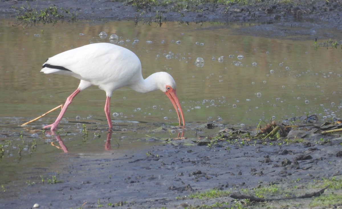 Ібіс білий - ML647796273