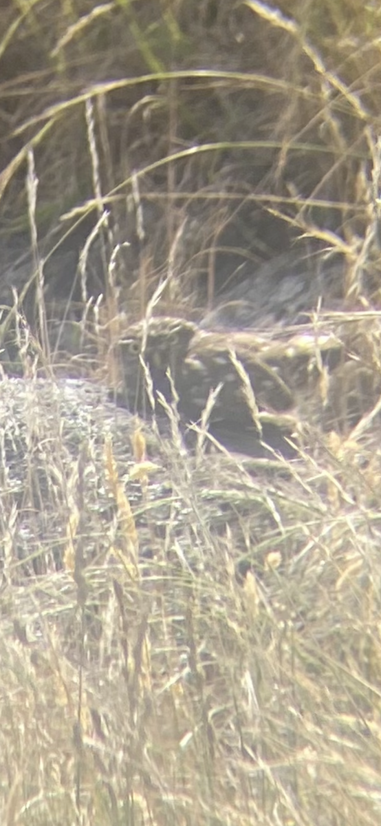 Сич хатній - ML647796283