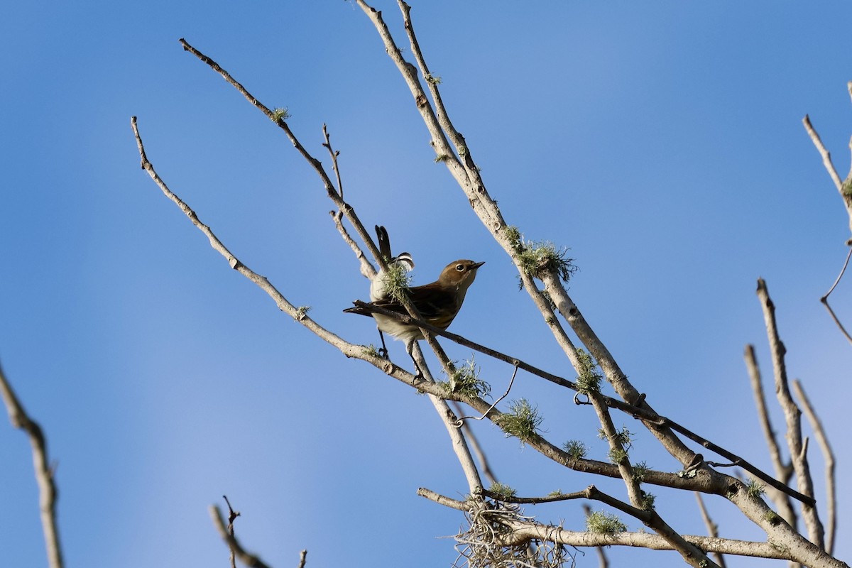 Reinita Coronada (Coronada) - ML647796294