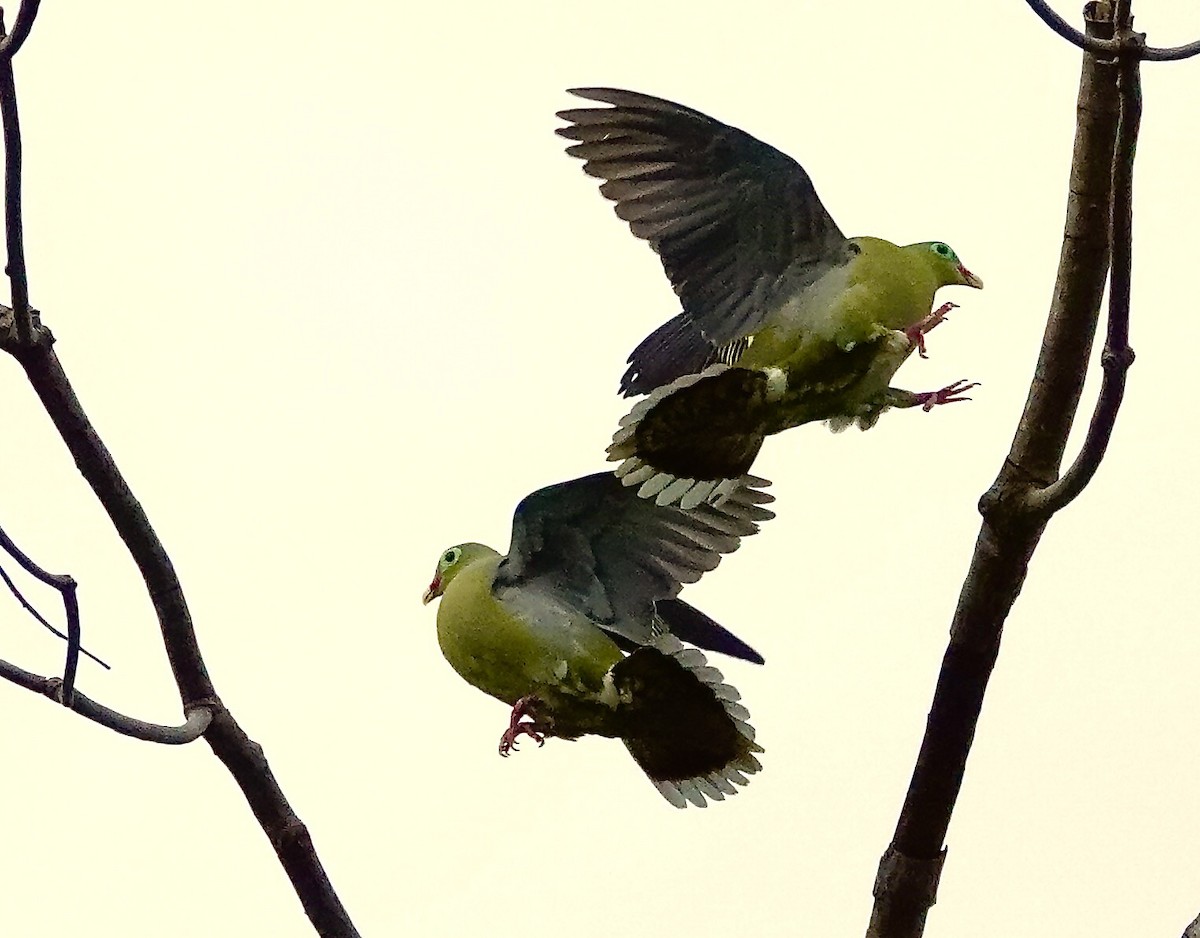 Вінаго індокитайський - ML647796310