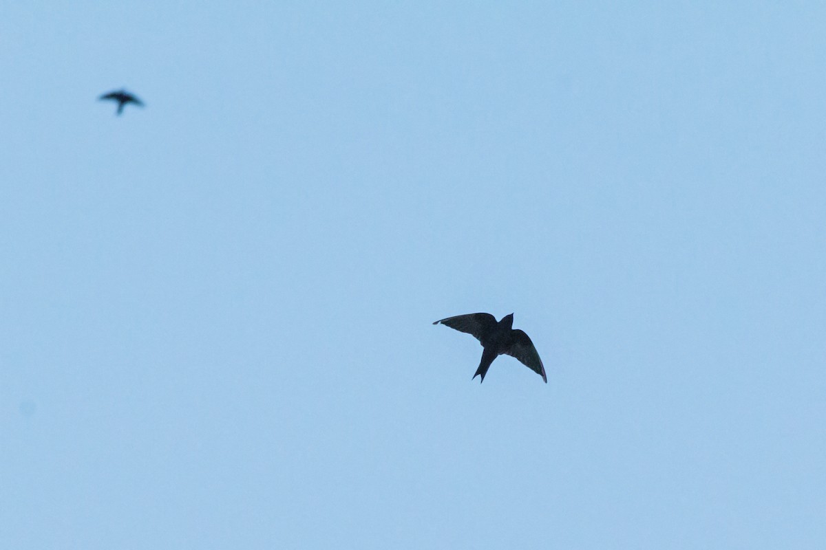 Purple Martin - ML647796333